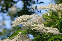 БУЗИНА ЧОРНА (КВІТКИ) ВЕ - Magic Herbs квітки