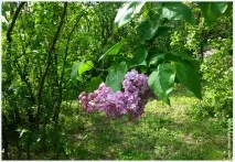 Ботанічний сад імені Гришка бузку