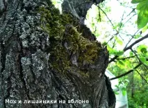 дървета крушови