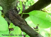 болести крушови