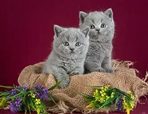 котенца котенца