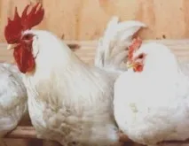 Хвороби курей Шістьсот порад курей