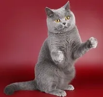котенца британски