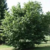 Ботанічний портрет – ліщини