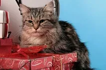 нева нева