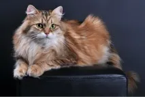 развъдник бреговете