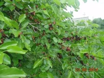 Шовковиця (тутове дерево) сорти, вирощування,догляд шовковиця