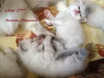 Сибірські та невські маскарадні кошенята з розплідника маскарадні