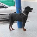 букви кръстословици