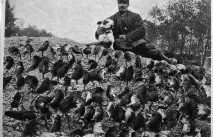 Собака, що задушив за ніч понад 100 щурів, 1916 р понад