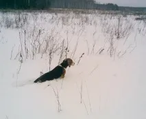 хрътка хрътка
