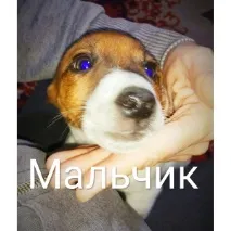 Собаки та цуценята собаки