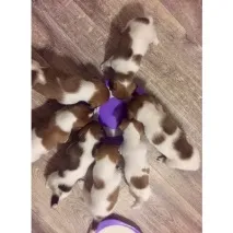 Собаки та цуценята собаки
