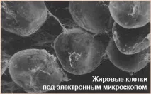 мастната мастната