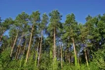 Сосна корисні властивості та протипоказання, Лікарські рослини протипоказання