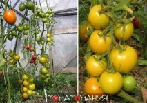 Сорт томатів Хрустик - Томатоманія сорт