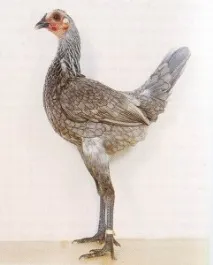 карликові
