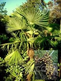 Видях Palmetto продажба