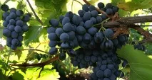 Сурхандар’їнська область земля буддизму та великих курішистів область