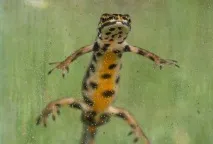 Също така може бъде