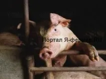 Тонкощі годівлі свиней на відгодівлі, добовий раціон свиней тонкощі
