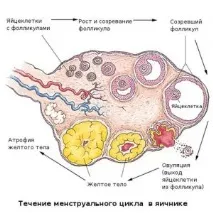 лошо лошо