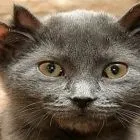котка ушаста