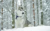 хъски вълнуващ