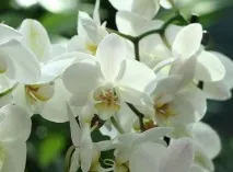 пеперудата пеперудата