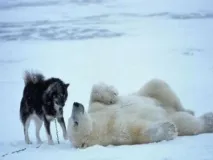 Захоплююче полювання з лайкою полювання