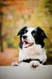 Віртуальний клуб - Primus inter pares pares
