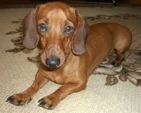 Вірусні статті – у маси! вірусні