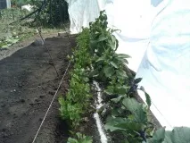 Високий урожай баклажанів секрети добрива високий