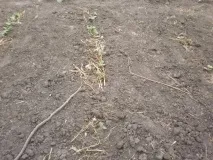 Вирощування кольрабі у відкритому ґрунті. вирощування