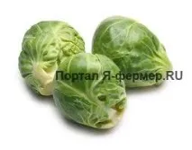 главите зелето главите зелето
