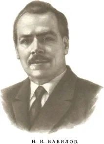 вавилов николай