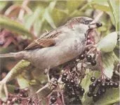 врабче врабче Passer domesticus