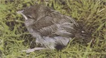 врабче Passer domesticus врабче Passer