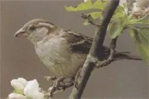 домашно Passer domesticus