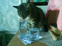 виждате обича
