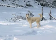 ЯКУТСЬКА МИСЛИВСЬКА ЛАЙКА лайка