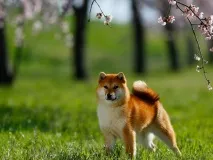 Характерні риси сібу іну риси