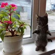 Аленото цвете Аленото цвете