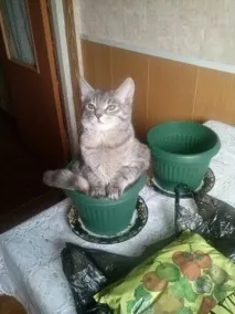 пластмасово цвете време работа