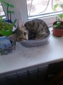 Аленото цвете Аленото цвете