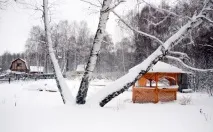 зимно овощни дървета