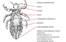 въшки въшки