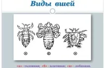 въшки човек