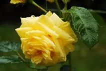 Жовті троянди фото, види, назва та опис кращих сортів, значення та символізм, застосування в опис