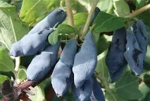 нокти орлови